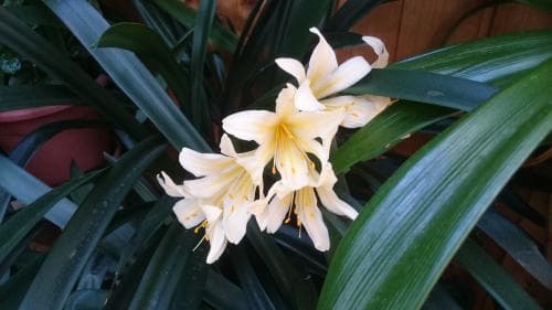 mönjelilja Clivia miniata