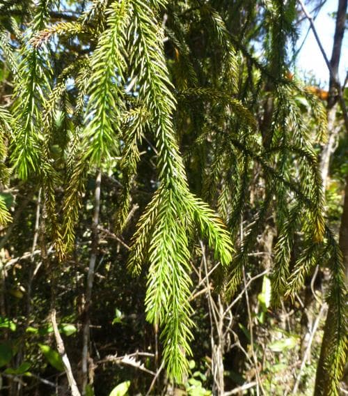 kryptomeria Cryptomeria japonica