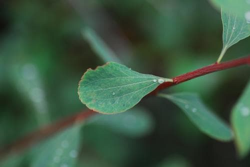 altajspirea Spiraea crenata
