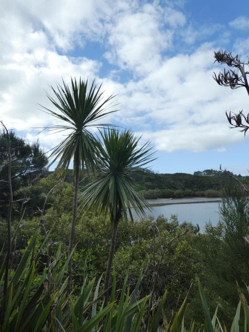 syddracena Cordyline australis