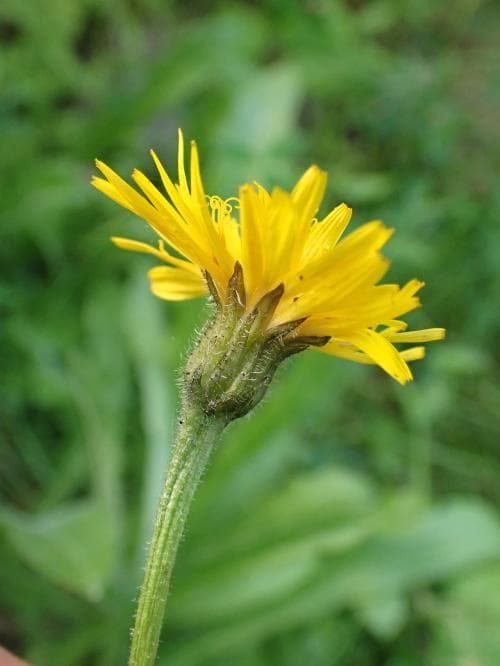 sommarfibbla Leontodon hispidus