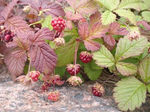 åkerbär Rubus arcticus