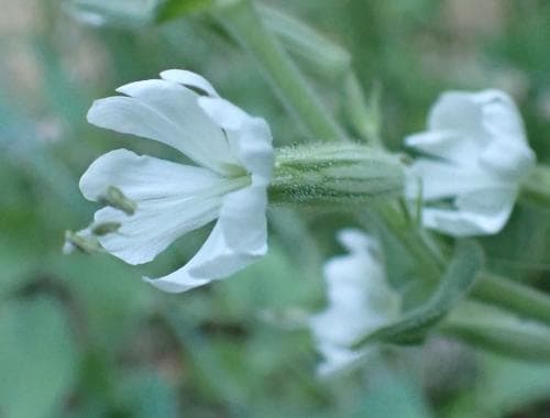 klibbglim Silene viscosa