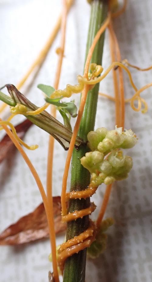 amerikansk grovsnärja Cuscuta campestris