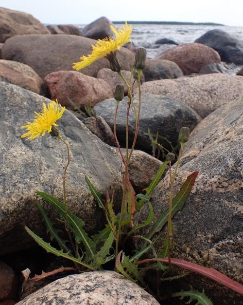 klappermolke Sonchus arvensis var. maritimus