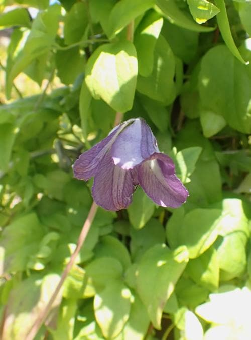 italiensk klematis Clematis viticella