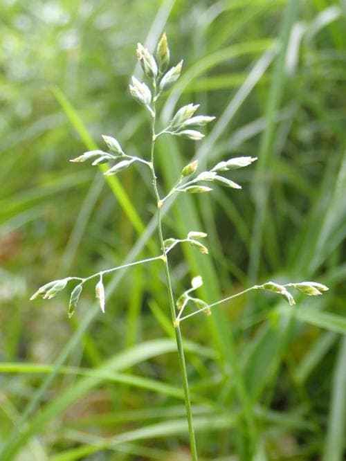 silvergröe Poa pratensis subsp. subcaerulea