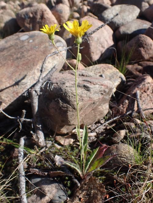 fläckig klippfibbla Hieracium erythropoecilum