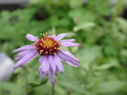 sibirisk aster Eurybia sibirica