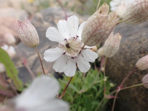 vanlig strandglim Silene uniflora subsp. uniflora