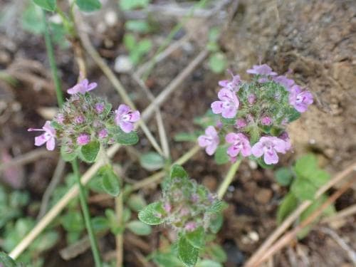 skotsk timjan Thymus praecox subsp. britannicus