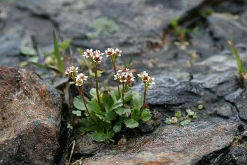 spädbräcka Micranthes tenuis