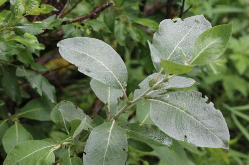 ryssvide Salix glauca subsp. stipulifera