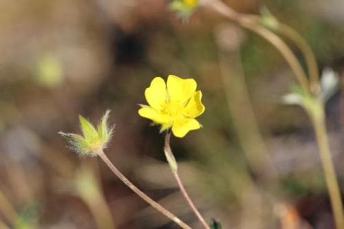 klippfingerört Potentilla chamissonis