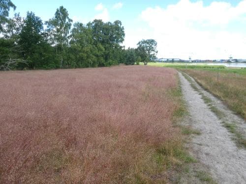 vanlig kruståtel Avenella flexuosa subsp. flexuosa