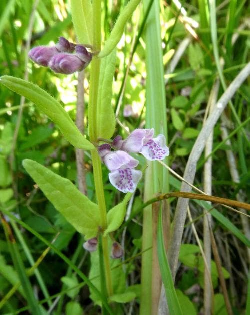 småfrossört Scutellaria minor