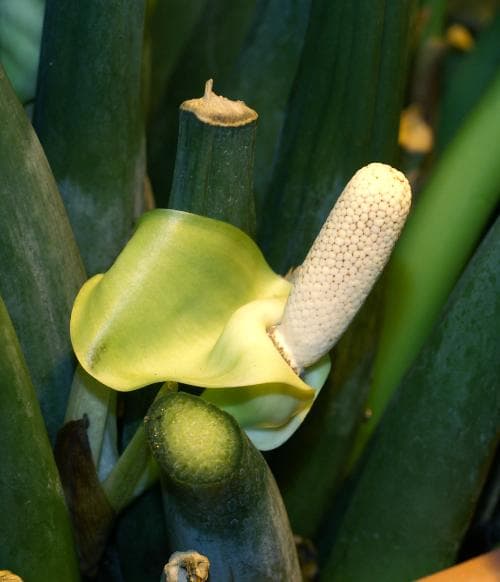 garderobsblomma Zamioculcas zamiifolia