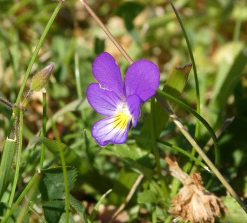 klittviol Viola tricolor subsp. curtisii
