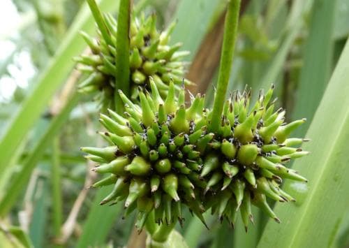 glansigelknopp Sparganium neglectum
