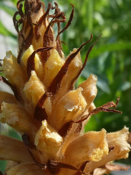 klintsnyltrot Orobanche elatior