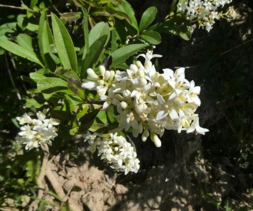 liguster Ligustrum vulgare