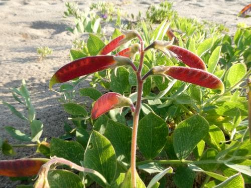 vanlig strandvial Lathyrus japonicus subsp. maritimus