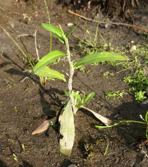 vattenpilört Persicaria amphibia