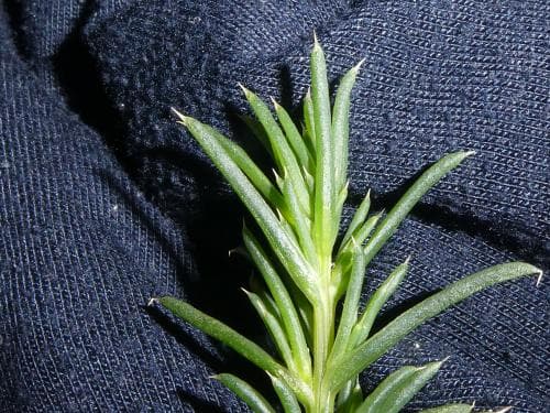 sodaört Salsola kali