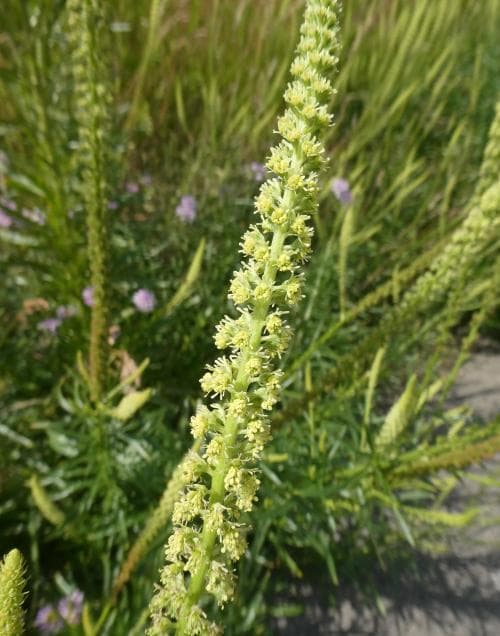 färgreseda Reseda luteola