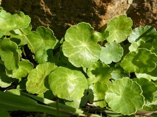 spikblad Hydrocotyle vulgaris