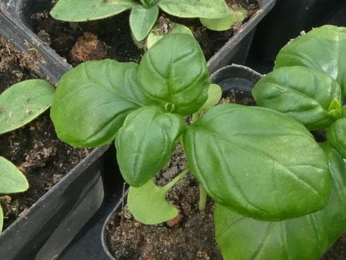 basilika Ocimum basilicum