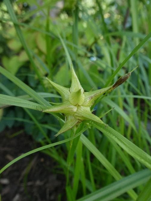 spikklubbestarr Carex grayi