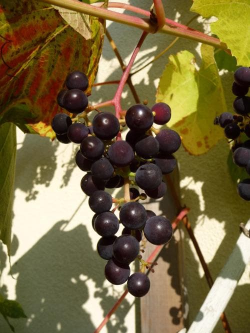 vin Vitis vinifera