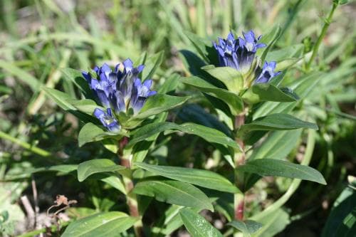 korsgentiana Gentiana cruciata