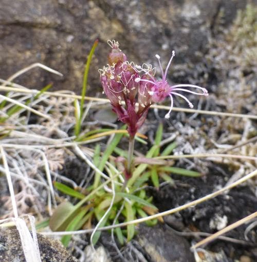 spenslig fjällnejlika Viscaria alpina var. serpentinicola