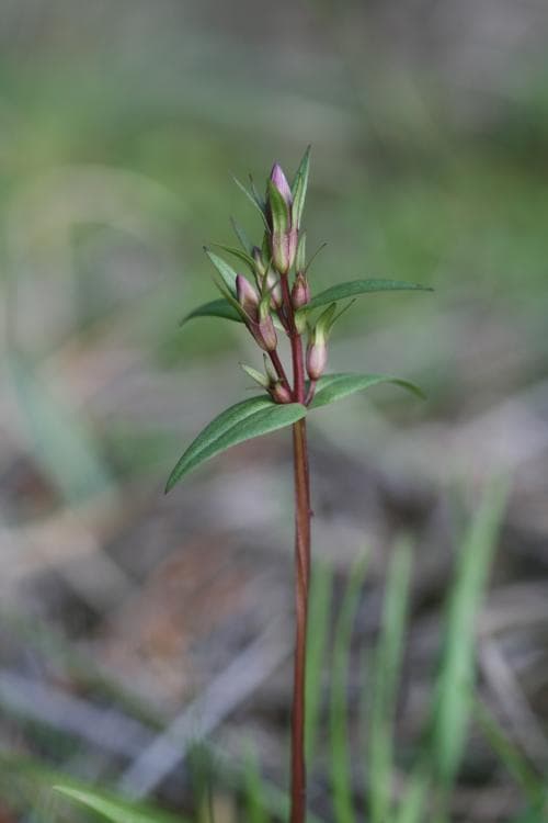 sumpgentiana Gentianella uliginosa