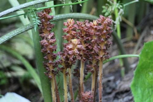 skråpsnyltrot Orobanche flava