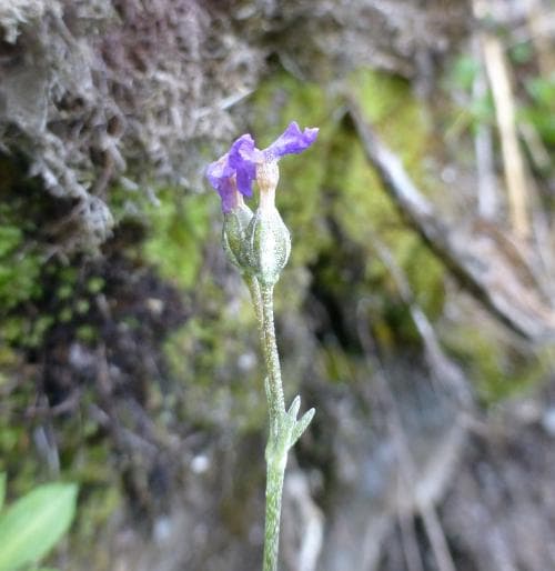 fjällviva Primula scandinavica