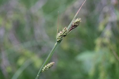 vanlig klubbstarr Carex buxbaumii subsp. buxbaumii