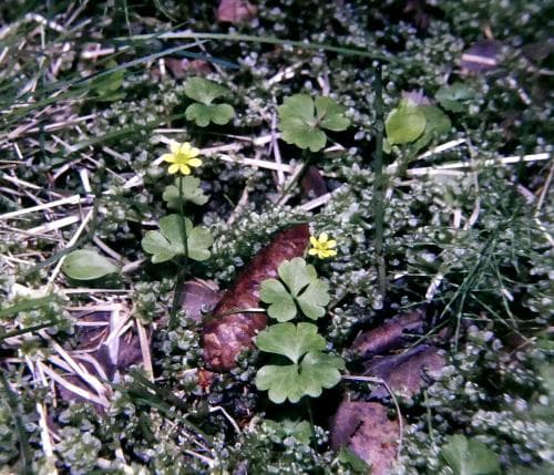 lappranunkel Coptidium lapponicum