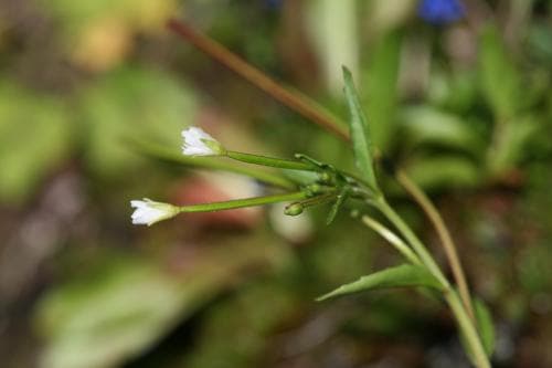 mjölkdunört Epilobium lactiflorum