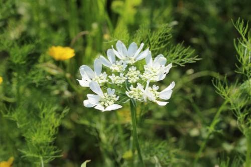 koriander Coriandrum sativum