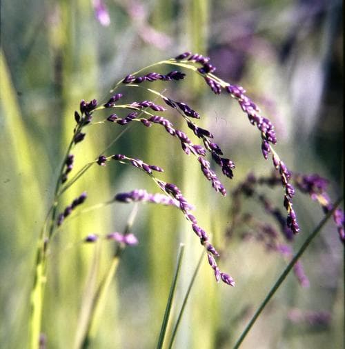 strimgröe Glyceria striata
