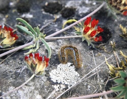 röd getväppling Anthyllis vulneraria var. coccinea