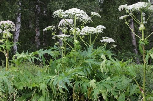 jätteloka Heracleum mantegazzianum