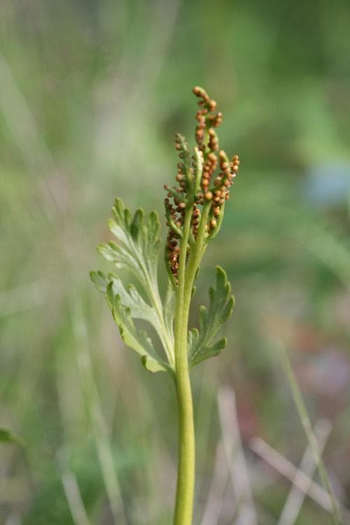 topplåsbräken Botrychium lanceolatum
