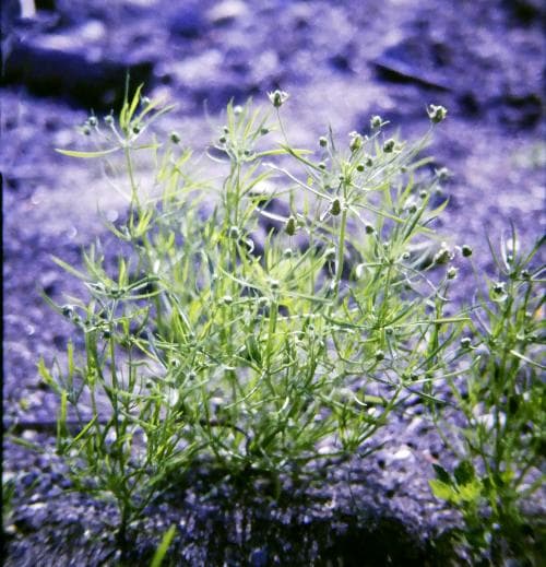 sandkämpar Plantago arenaria