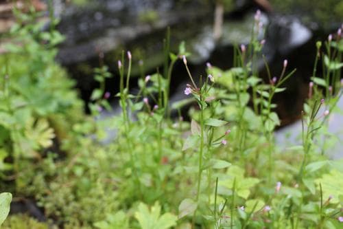 fjälldunört Epilobium hornemannii