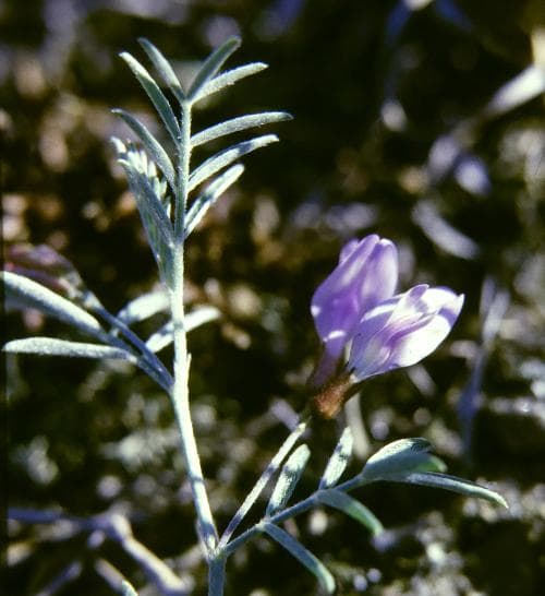 sandvedel Astragalus arenarius