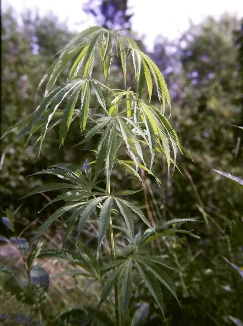 hampa Cannabis sativa